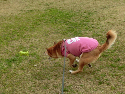 飛行犬abby と びっくりポンなお知らせ_f0345284_17541221.jpg