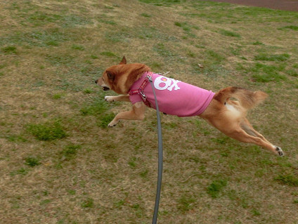飛行犬abby と びっくりポンなお知らせ_f0345284_17545147.jpg