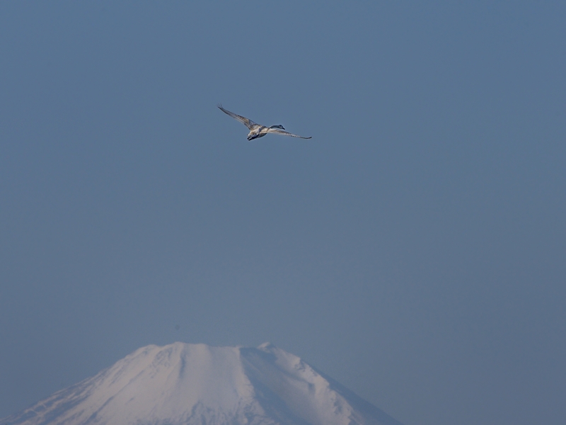 自宅近くの河川のコブハクチョウ_a0204089_725147.jpg