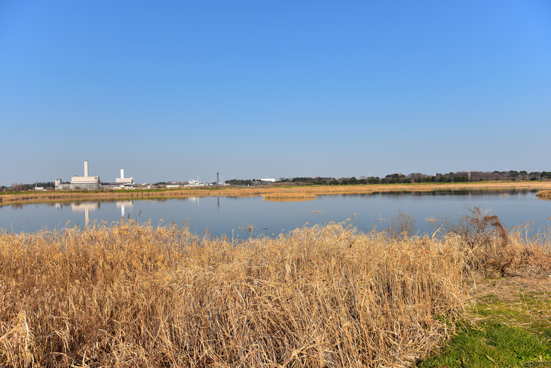 芝川第一調整池に行きました 暢気おやじの ピンボケ日記