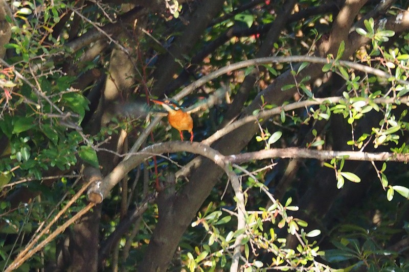 a0293295_713136.jpg