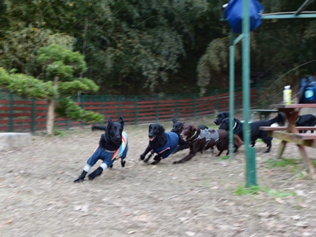 新春ワン軍団♪♪  ～～躍動～～_f0176499_08330728.jpg