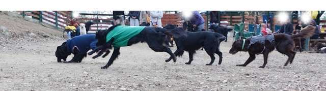 新春ワン軍団♪♪  ～～躍動～～_f0176499_08342023.jpg