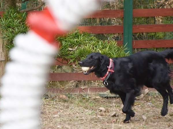 新春ワン軍団♪♪  ～～躍動～～_f0176499_08381564.jpg