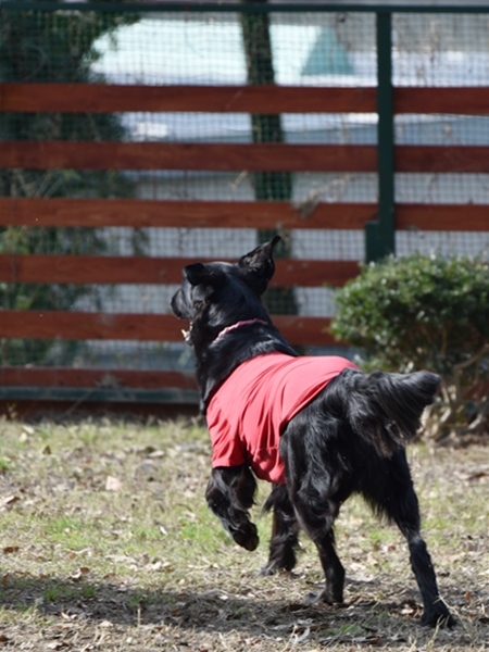 新春ワン軍団♪♪  ～～躍動～～_f0176499_08390130.jpg