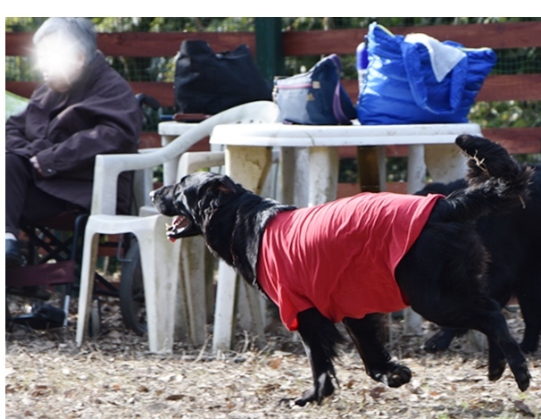 新春ワン軍団♪♪  ～～躍動～～_f0176499_08392368.jpg