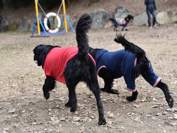 新春ワン軍団♪♪  ～～躍動～～_f0176499_08414285.jpg