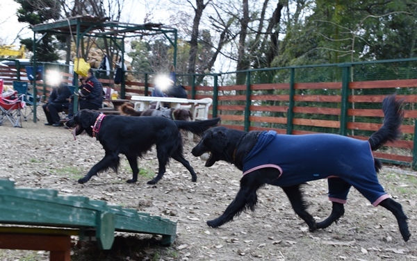 新春ワン軍団♪♪  ～～躍動～～_f0176499_08420731.jpg