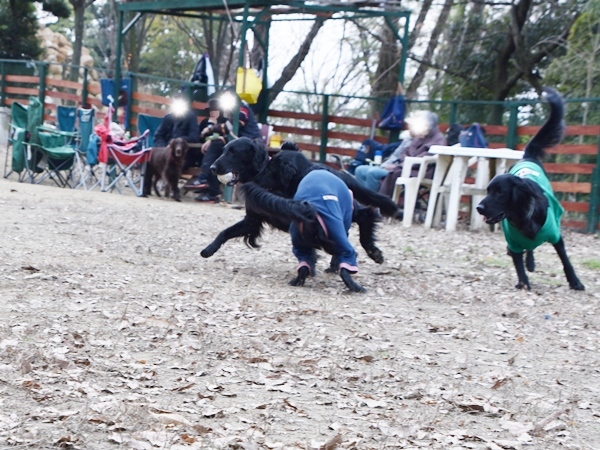 新春ワン軍団♪♪  ～～躍動～～_f0176499_08423551.jpg