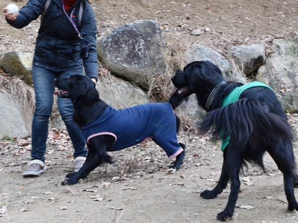 新春ワン軍団♪♪  ～～躍動～～_f0176499_08431821.jpg