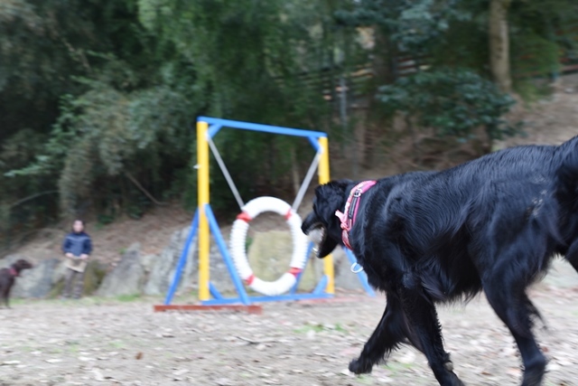 新春ワン軍団♪♪  ～～躍動～～_f0176499_08434337.jpg