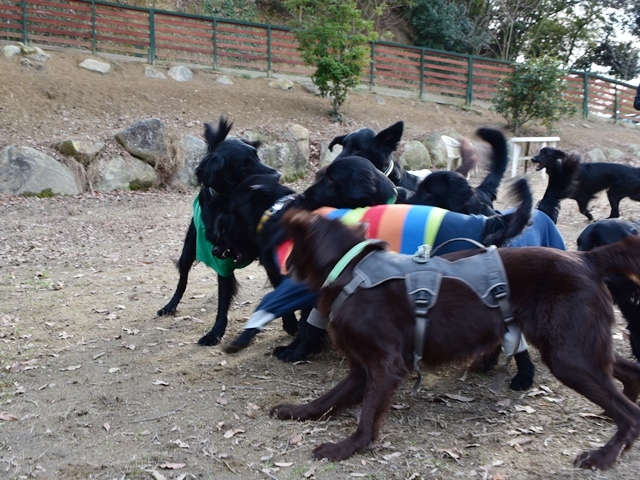 新春ワン軍団♪♪  ～～躍動～～_f0176499_08444192.jpg