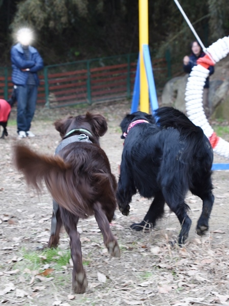 新春ワン軍団♪♪  ～～躍動～～_f0176499_08451088.jpg