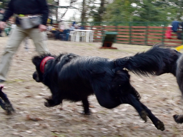 新春ワン軍団♪♪  ～～躍動～～_f0176499_08453960.jpg