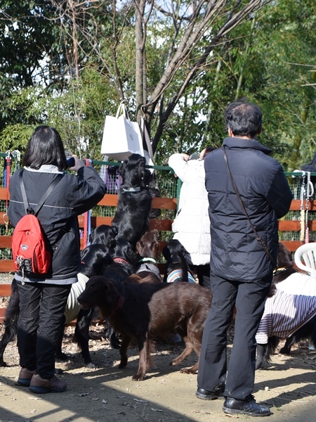 新春ワン軍団♪♪  ～～躍動～～_f0176499_08470566.jpg