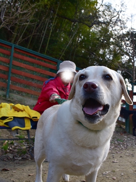新春ワン軍団♪♪  ～～躍動～～_f0176499_08514141.jpg
