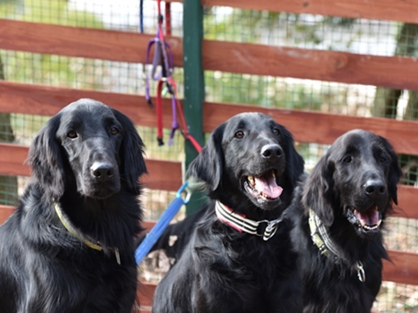 新春ワン軍団♪♪ ～～初春～～_f0176499_09465785.jpg