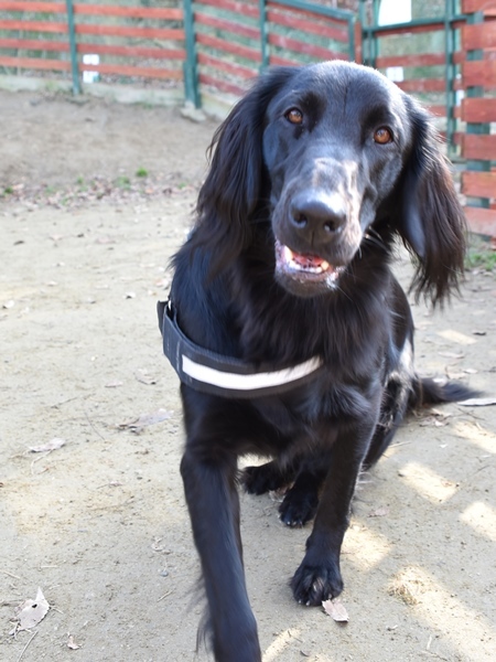 新春ワン軍団♪♪ ～～初春～～_f0176499_09494174.jpg