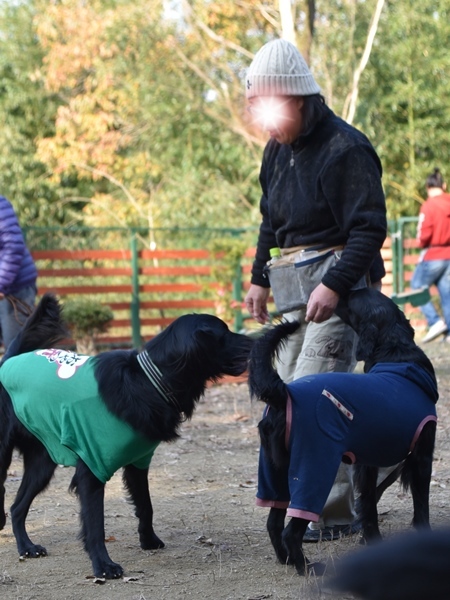 新春ワン軍団♪♪ ～～初春～～_f0176499_09510828.jpg