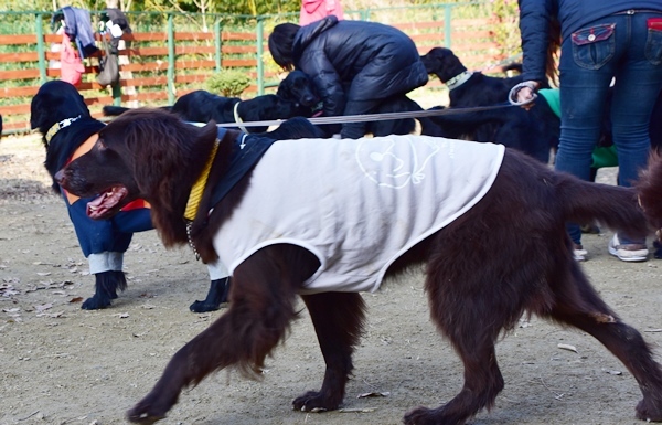 新春ワン軍団♪♪ ～～初春～～_f0176499_09523563.jpg