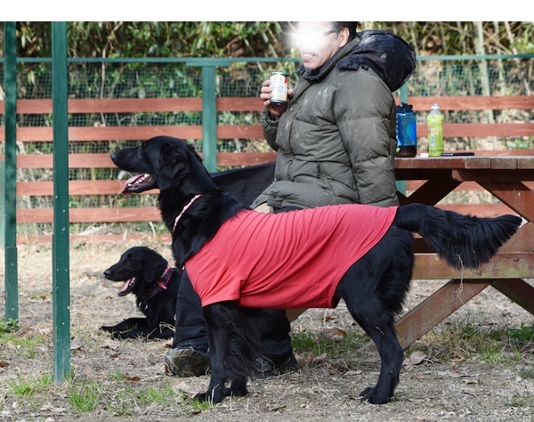 新春ワン軍団♪♪ ～～初春～～_f0176499_09542100.jpg