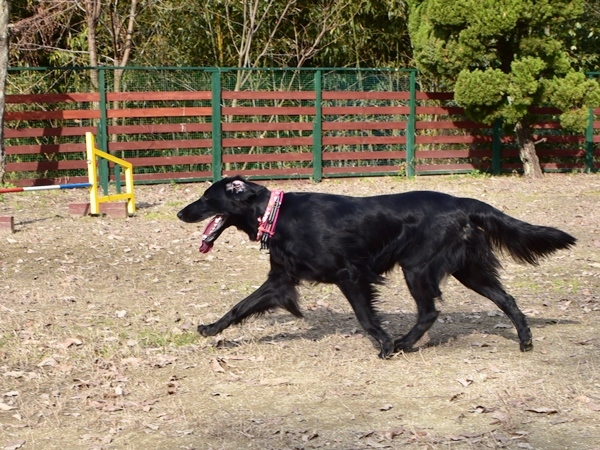 新春ワン軍団♪♪ ～～初春～～_f0176499_09562615.jpg