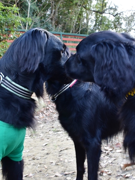 新春ワン軍団♪♪ ～～初春～～_f0176499_09583613.jpg