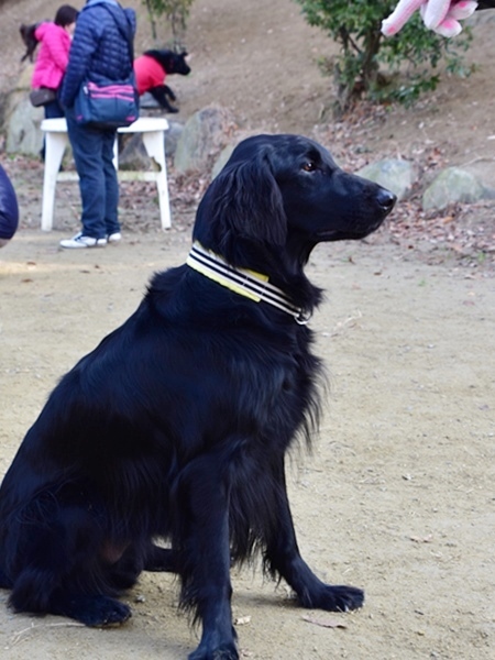 新春ワン軍団♪♪ ～～初春～～_f0176499_10204128.jpg