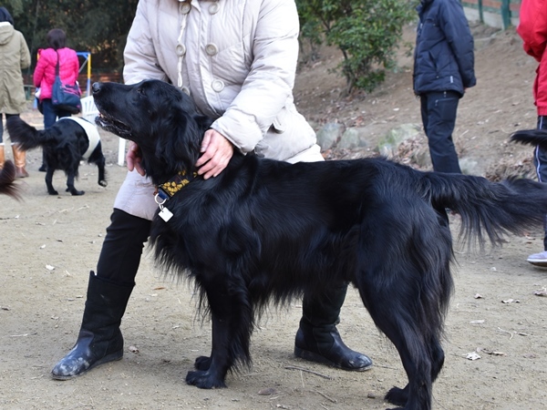 新春ワン軍団♪♪ ～～初春～～_f0176499_11490671.jpg