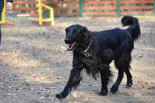 新春ワン軍団♪♪ ～～初春～～_f0176499_11494337.jpg