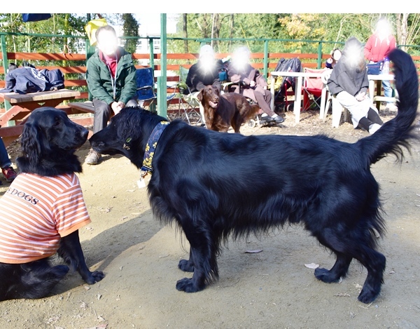 新春ワン軍団♪♪ ～～初春～～_f0176499_11502339.jpg