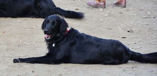 新春ワン軍団♪♪ ～～初春～～_f0176499_11523615.jpg