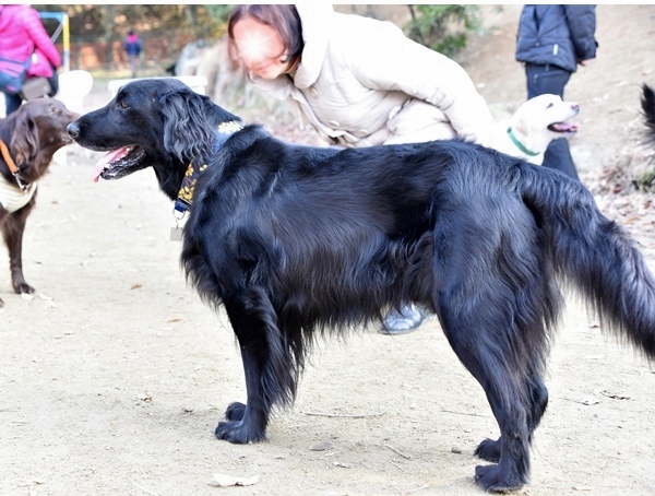 新春ワン軍団♪♪ ～～初春～～_f0176499_11544388.jpg