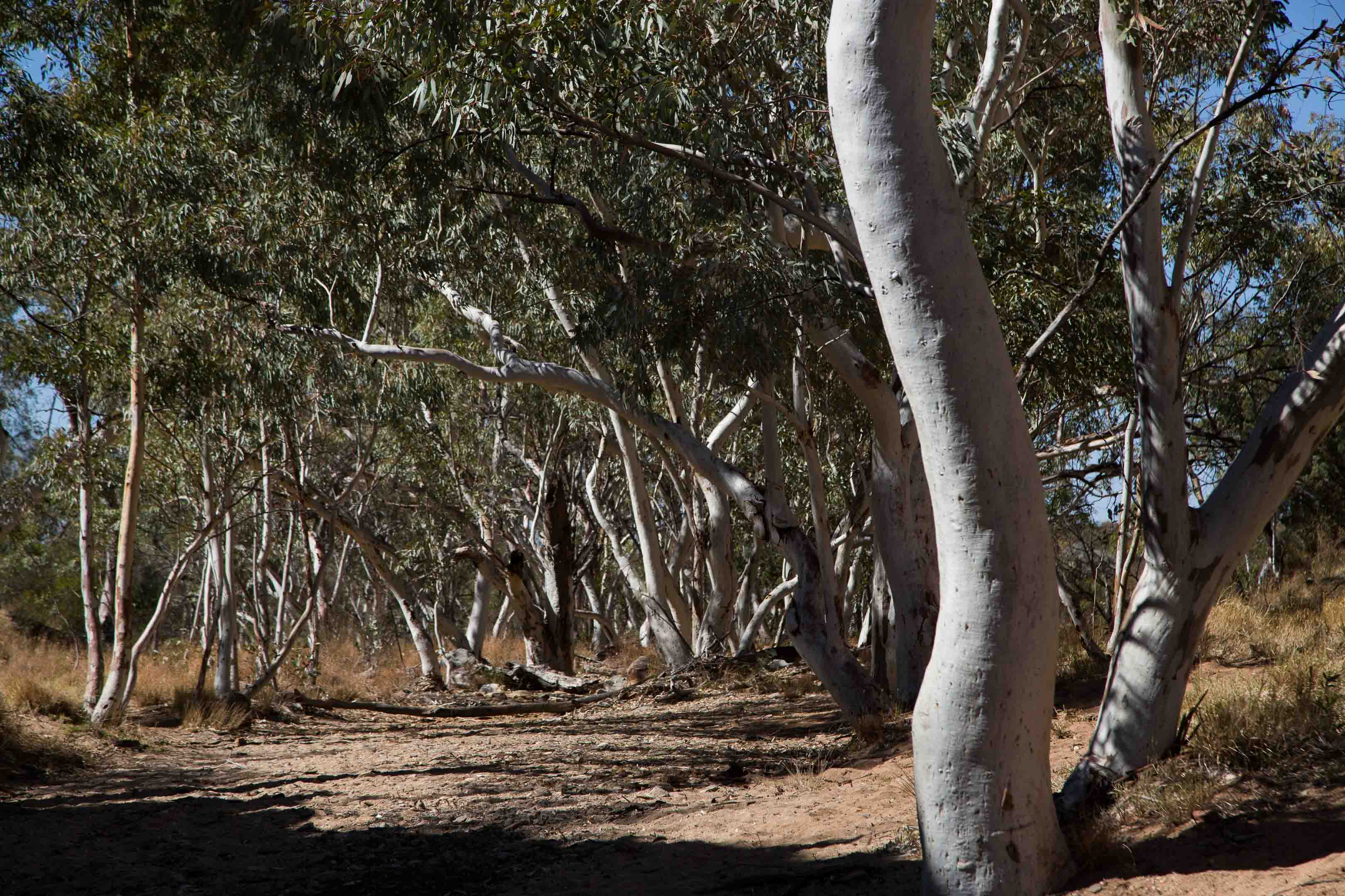 砂漠地帯への旅　19　Larapinta Trail　2日目前半_c0248100_20535851.jpg