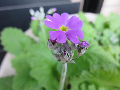 d0046702_5391993.jpg