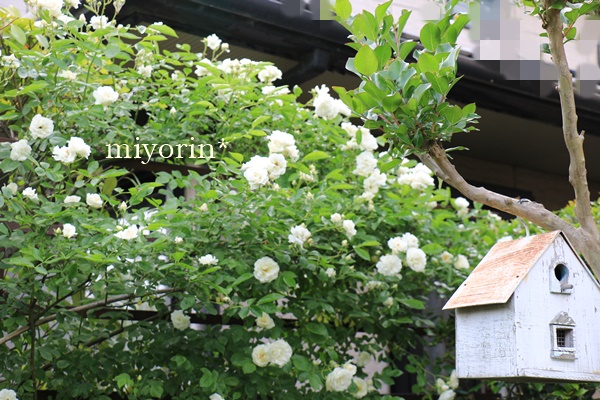 ツルサマースノー な んちゃって白いアーチ Miyorinの秘密のお庭