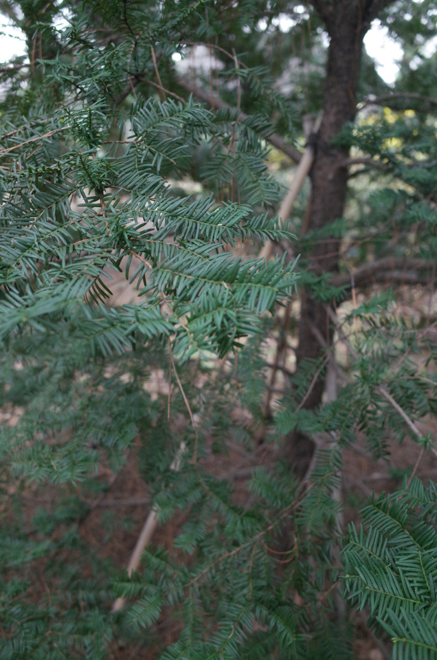 1/6 神代植物公園　なんの木かわかるかな？_d0279705_18445680.jpg