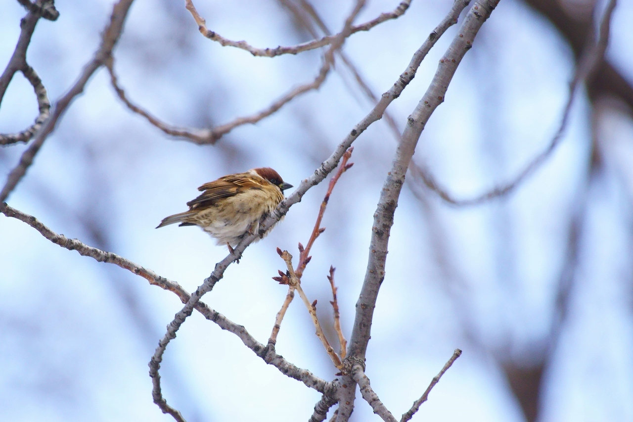 お馴染の鳥たちですが・・・_b0225108_21434102.jpg