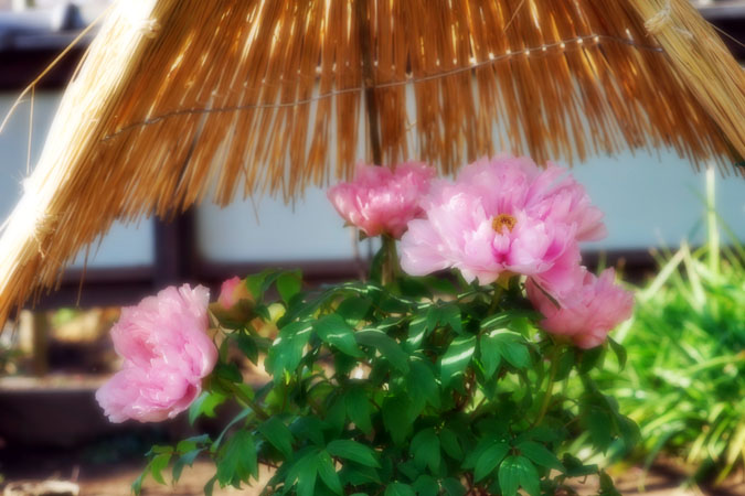 a0263109_16383384.jpg