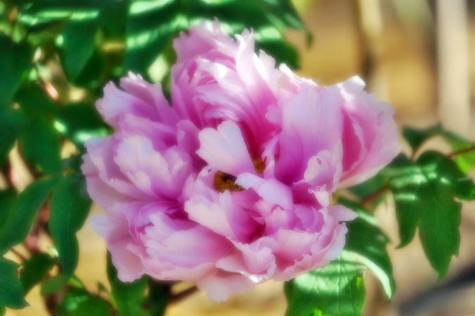 a0263109_16383623.jpg
