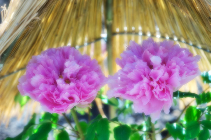 a0263109_16424942.jpg