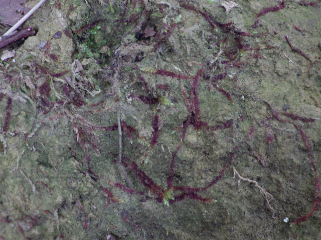 e0352220_21463069.jpg