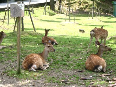 奈良公園の鹿にえさをやる bのページ 奈良公園の鹿にえさをやる bのページ