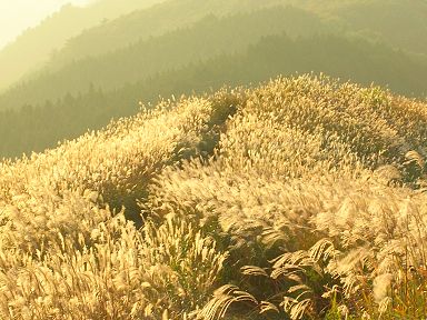 雑記＿草はみ岩湧山の頂上高原で金色の野に降り立つ_a0038933_2330393.jpg