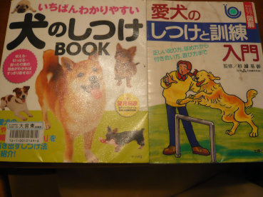 子犬も子供と一緒で手がかかる。_c0365341_21103985.jpg