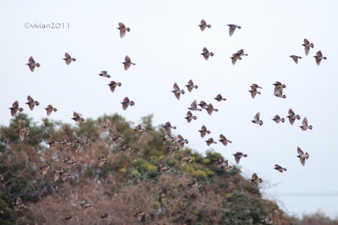 東京　葛西臨海公園　～野鳥を求めて鳥類園へ～_e0227942_19233734.jpg
