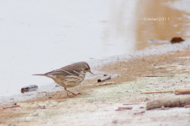 東京 葛西臨海公園 ~野鳥を求めて鳥類園へ~_e0227942_19264672.jpg