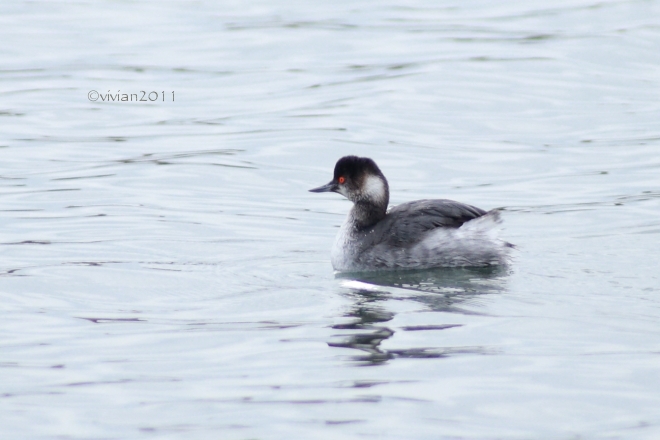 東京 葛西臨海公園 ~野鳥を求めて鳥類園へ~_e0227942_19294958.jpg