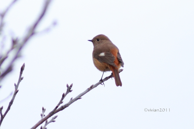 東京 葛西臨海公園 ~野鳥を求めて鳥類園へ~_e0227942_19382879.jpg