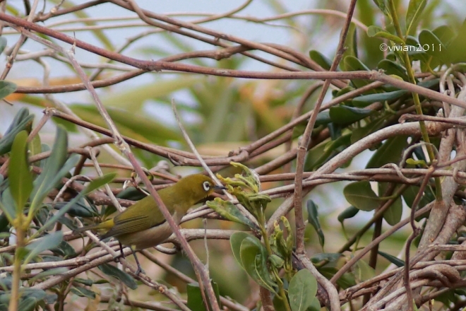 東京 葛西臨海公園 ~野鳥を求めて鳥類園へ~_e0227942_19435167.jpg
